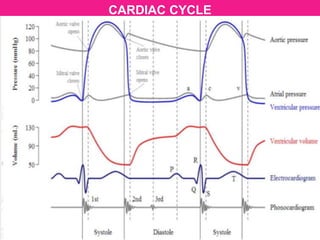 CARDIAC CYCLE
 