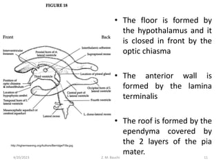• The floor is formed by
the hypothalamus and it
is closed in front by the
optic chiasma
• The anterior wall is
formed by the lamina
terminalis
• The roof is formed by the
ependyma covered by
the 2 layers of the pia
mater.
http://highermeaning.org/Authors/Berridge/f18a.jpg
4/20/2023 11
Z. M. Bauchi
 