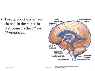 • The aqueduct is a narrow
channel in the midbrain
that connects the 3rd and
4th ventricles.
4/20/2023 Z. M. Bauchi 14
http://25.media.tumblr.com/tumblr_l84oyjOh
5c1qb6etto1_250.jpg
 