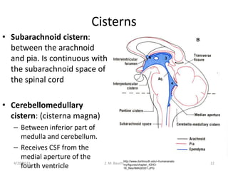Cisterns
• Subarachnoid cistern:
between the arachnoid
and pia. Is continuous with
the subarachnoid space of
the spinal cord
• Cerebellomedullary
cistern: (cisterna magna)
– Between inferior part of
medulla and cerebellum.
– Receives CSF from the
medial aperture of the
fourth ventricle
4/20/2023 Z. M. Bauchi 22
http://www.dartmouth.edu/~humananato
my/figures/chapter_43/43-
16_files/IMAGE001.JPG
 