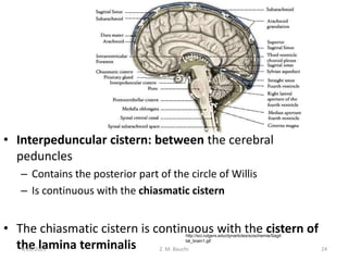 • Interpeduncular cistern: between the cerebral
peduncles
– Contains the posterior part of the circle of Willis
– Is continuous with the chiasmatic cistern
• The chiasmatic cistern is continuous with the cistern of
the lamina terminalis
4/20/2023 Z. M. Bauchi 24
http://sci.rutgers.edu/dynarticles/scischemia/Sagit
tal_brain1.gif
 
