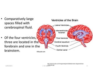 • Comparatively large
spaces filled with
cerebrospinal fluid.
• Of the four ventricles,
three are located in the
forebrain and one in the
brainstem.
4/20/2023 3
Z. M. Bauchi
http://www.buzzle.com/images/diagrams/labeled-brain-diagrams/brain-
ventricles.jpg
 