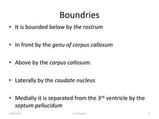 Boundries
• It is bounded below by the rostrum
• In front by the genu of corpus callosum
• Above by the corpus callosum.
• Laterally by the caudate nucleus
• Medially it is separated from the 3rd ventricle by the
septum pellucidum
4/20/2023 7
Z. M. Bauchi
 