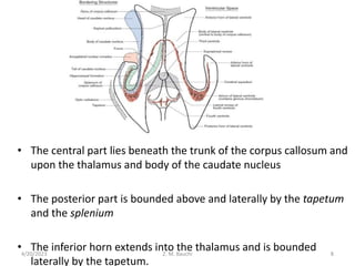 • The central part lies beneath the trunk of the corpus callosum and
upon the thalamus and body of the caudate nucleus
• The posterior part is bounded above and laterally by the tapetum
and the splenium
• The inferior horn extends into the thalamus and is bounded
laterally by the tapetum.
4/20/2023 Z. M. Bauchi 8
 