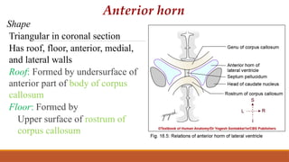 Triangular Rostrum ventricular system of central nervous system | PPTX