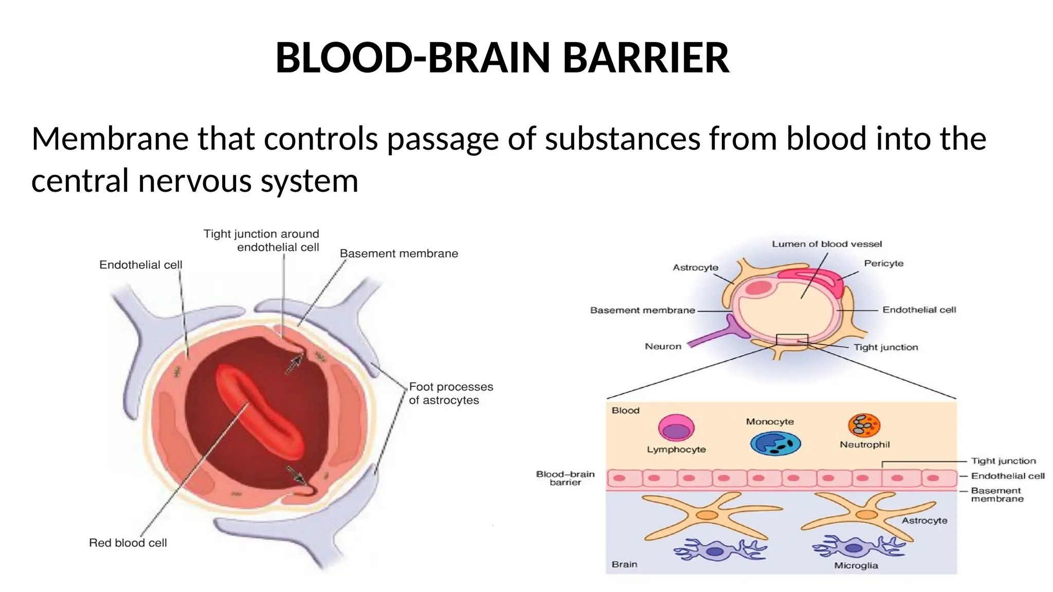 VENTRICULAR SYSTEM & BLOOD BRAIN BARRIER | PPT