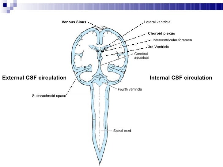 csf flow diagram ventricular system of brain csf flow diagram ventricular system of brain