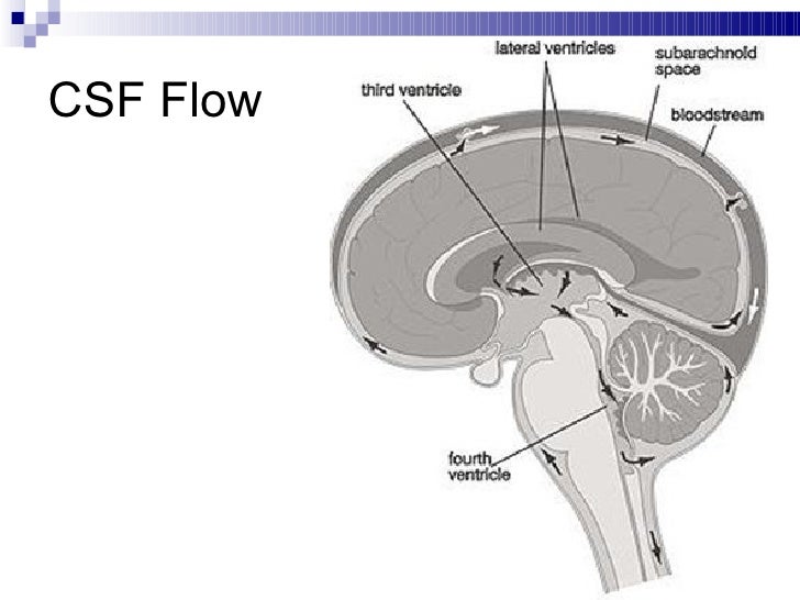 csf flow diagram ventricular system of brain csf flow diagram ventricular system of brain