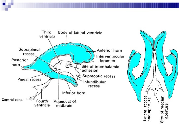 Ventricular system of brain final