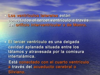 • Los ventrículos laterales están
 conectados al tercer ventrículo a través
 del orificio interventricular o de Monro.



• El tercer ventrículo es una delgada
 cavidad aplanada situada entre los
 tálamos y atravesada por la comisura
 intertalámica.
 Está conectado con el cuarto ventrículo
 a través del acueducto cerebral o
 Silviano.
 