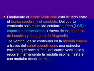    Finalmente el cuarto ventrículo está situado entre
    el tronco cerebral y el cerebelo. Del cuarto
    ventrículo sale el líquido cefalorraquídeo ( LCR) al
    espacio subaracnoideo a través de los agujeros
    de Luschka y el agujero de Magendie.
    Los ventrículos se continúan en la médula espinal
    a través del canal ependimario, una estrecha
    cavidad que nace al final del cuarto ventrículo y
    recorre internamente la médula espinal hasta el
    con medular donde termina.
 