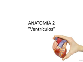 ANATOMÍA 2
“Ventrículos”
 