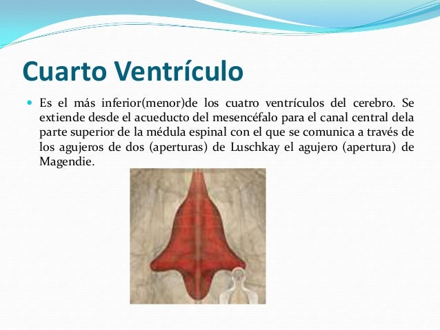 cuarto ventriculo ventriculos del cerebro morfolog 237 a producci 243 n de l 237 quido cuarto ventriculo ventriculos del cerebro morfolog 237 a producci 243 n de l 237 quido