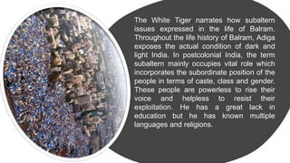 The White Tiger narrates how subaltern
issues expressed in the life of Balram.
Throughout the life history of Balram, Adiga
exposes the actual condition of dark and
light India. In postcolonial India, the term
subaltern mainly occupies vital role which
incorporates the subordinate position of the
people in terms of caste, class and gender.
These people are powerless to rise their
voice and helpless to resist their
exploitation. He has a great lack in
education but he has known multiple
languages and religions.
 