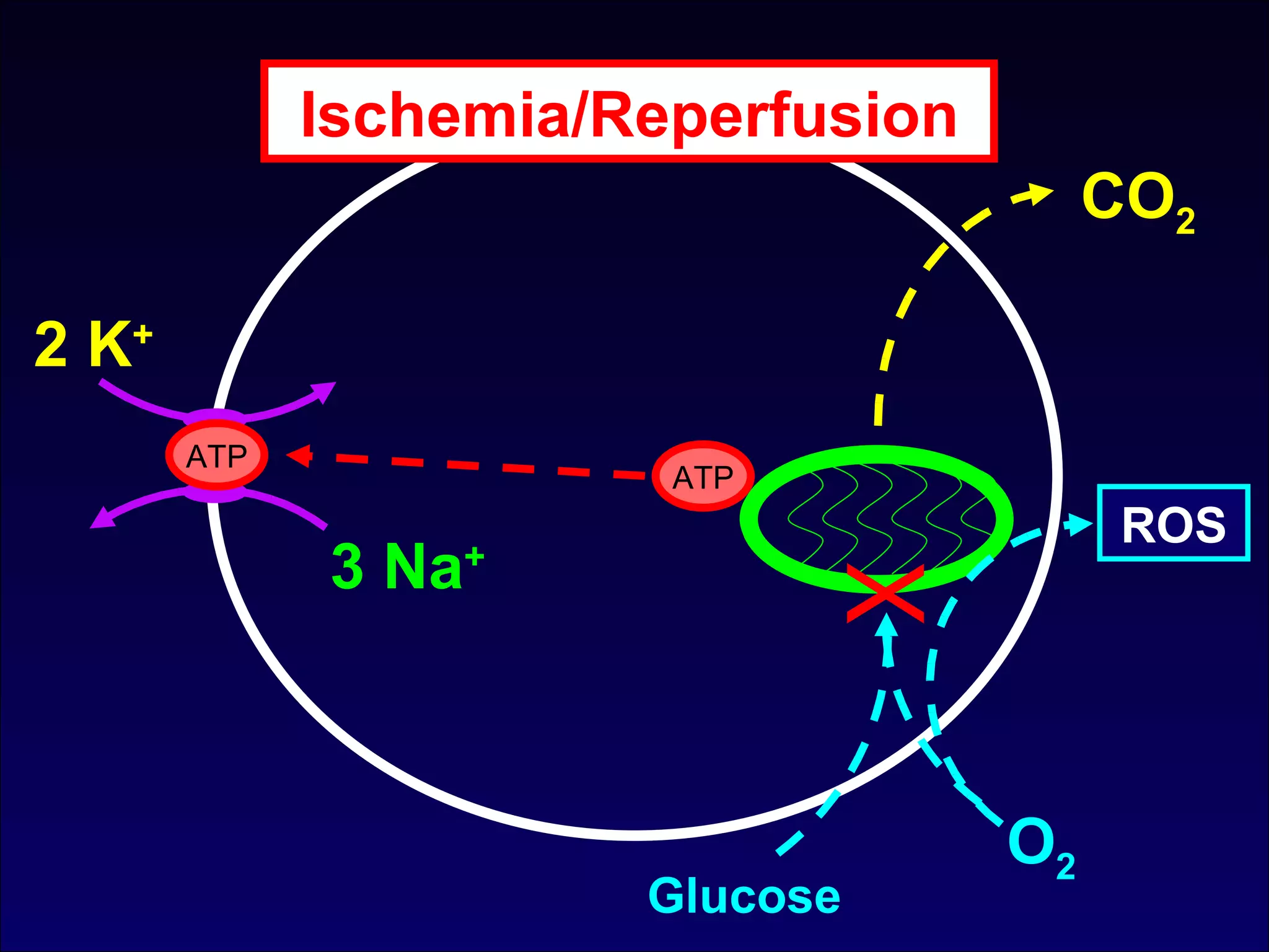 CO 2 ATP 3 Na + 2 K + ATP O 2 Glucose X Ischemia/Reperfusion ROS 
