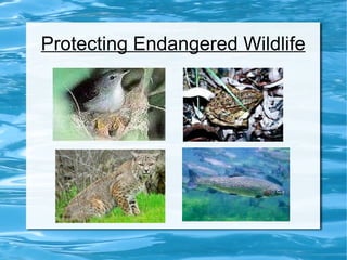 Protecting Endangered Wildlife 