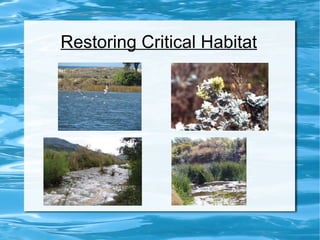Restoring Critical Habitat 