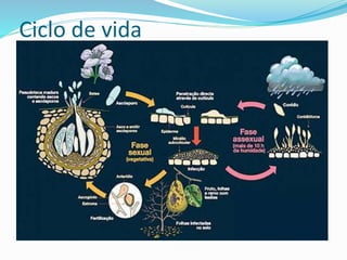 Ciclo de vida 
 