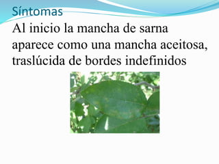 Síntomas 
Al inicio la mancha de sarna 
aparece como una mancha aceitosa, 
traslúcida de bordes indefinidos 
 