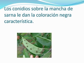Los conidios sobre la mancha de 
sarna le dan la coloración negra 
característica. 
 