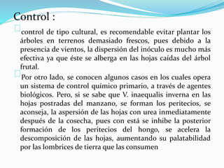 Control : 
control de tipo cultural, es recomendable evitar plantar los 
árboles en terrenos demasiado frescos, pues debido a la 
presencia de vientos, la dispersión del inóculo es mucho más 
efectiva ya que éste se alberga en las hojas caídas del árbol 
frutal. 
Por otro lado, se conocen algunos casos en los cuales opera 
un sistema de control químico primario, a través de agentes 
biológicos. Pero, si se sabe que V. inaequalis inverna en las 
hojas postradas del manzano, se forman los peritecios, se 
aconseja, la aspersión de las hojas con urea inmediatamente 
después de la cosecha, pues con está se inhibe la posterior 
formación de los peritecios del hongo, se acelera la 
descomposición de las hojas, aumentando su palatabilidad 
por las lombrices de tierra que las consumen 
 