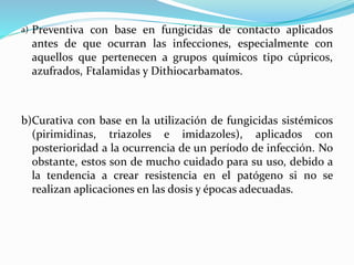 a) Preventiva con base en fungicidas de contacto aplicados 
antes de que ocurran las infecciones, especialmente con 
aquellos que pertenecen a grupos químicos tipo cúpricos, 
azufrados, Ftalamidas y Dithiocarbamatos. 
b)Curativa con base en la utilización de fungicidas sistémicos 
(pirimidinas, triazoles e imidazoles), aplicados con 
posterioridad a la ocurrencia de un período de infección. No 
obstante, estos son de mucho cuidado para su uso, debido a 
la tendencia a crear resistencia en el patógeno si no se 
realizan aplicaciones en las dosis y épocas adecuadas. 
 