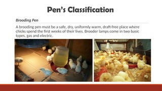 VENTURING IN FREE RANGE CHICKEN PRESENTATION (1).pptx