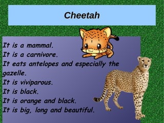 CheetahCheetah
It is a mammal.
It is a carnivore.
It eats antelopes and especially the
gazelle.
It is viviparous.
It is black.
It is orange and black.
It is big, long and beautiful.
 