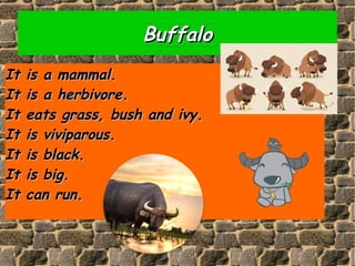 BuffaloBuffalo
It is a mammal.It is a mammal.
It is a herbivore.It is a herbivore.
It eats grass, bush and ivy.It eats grass, bush and ivy.
It is viviparous.It is viviparous.
It is black.It is black.
It is big.It is big.
It can run.It can run.
 