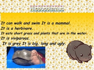 HippopotamusHippopotamus
It can walk and swim It is a mammal.
It is a herbivore.
It eats short grass and plants that are in the water.
It is viviparous.
It is grey It is big, long and ugly.
 