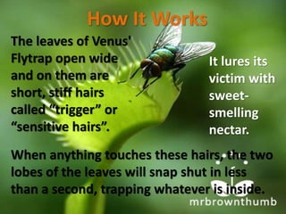 How It Works
When anything touches these hairs, the two
lobes of the leaves will snap shut in less
than a second, trapping whatever is inside.
The leaves of Venus'
Flytrap open wide
and on them are
short, stiff hairs
called “trigger” or
“sensitive hairs”.
It lures its
victim with
sweet-
smelling
nectar.
 