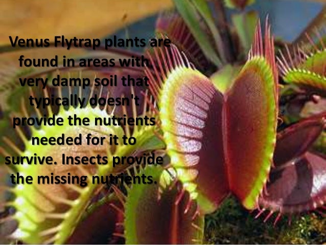 venus fly trap venus fly trap how it works
