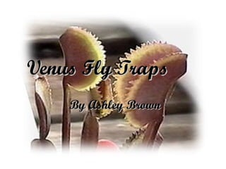 Venus Fly Traps By Ashley Brown 