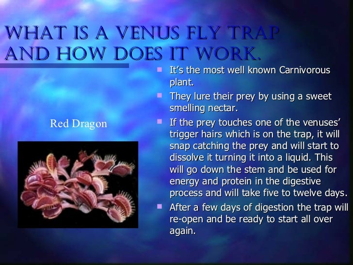 venus fly traps venus fly trap how it works