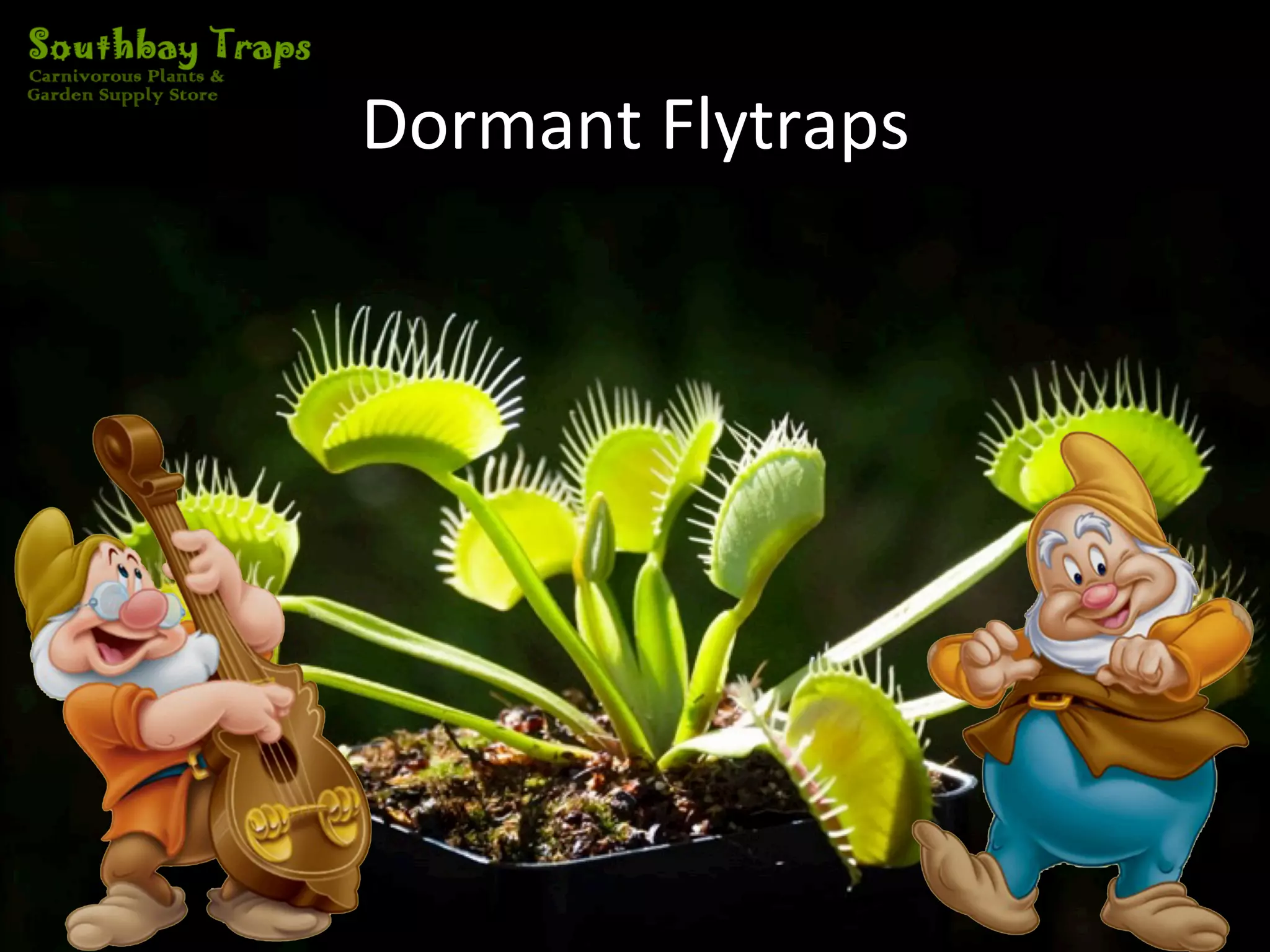 Venus Flytraps Dormancy Phase