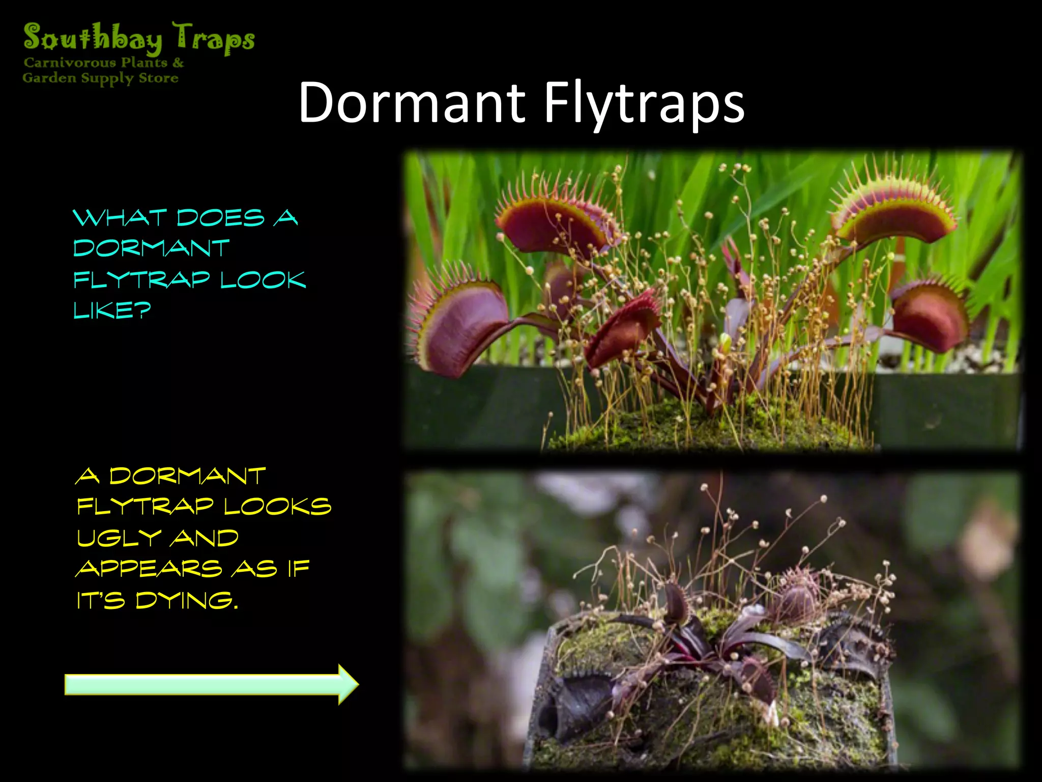 Venus Flytraps Dormancy Phase