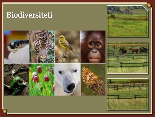 biodiversiteti