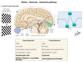 Retina
Alternating
checkerboard
pattern displayed
Optic
nerve
Optic
chiasm
Optic
tract
Lateral geniculate nucleus
Cochlear
Series of
Inferior colliculus
Latency
Amplitude
Latency
Amplitude
Lateral lemniscus
Medial geniculate body
Acoustic area of
temporal lobe cortex
Primary
visual
cortex
P1
N1
I
VI
VII
II III
IV
V
VI
VII
N2
I. Visual Evoked Potential
II. Brainstem Auditory Evoked Potential
Retino - Geniculo - Calcarine pathway
X type Retinal GC Y Type Retinal GC
Small Large
Cone Vision Rod Vision
Concentrated in central visual field Wide receptive field, peripheral retina
Low sensitivity in motion High Sensitivity in motion
PATTERN SHIFT VEP FLASH VEP
RETINO- GENICULO - CALCARINE
PATHWAY
EXTRA GENICULATE PATHWAY
 