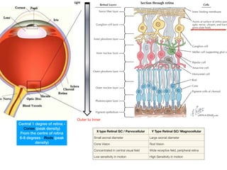 CLINICAL POINT
Ganglion cell layer
Nerve fiber layer
Inner plexiform layer
Inner nuclear layer
Outer plexiform layer
Outer nuclear layer
Photoreceptor layer
Pigment epithelium
Cells
Inner limiting membrane
Axons at surface of retina pass
optic nerve, chiasm, and tract
geniculate body
Ganglion cell
Müller cell (supporting glial ce
Amacrine cell
Bipolar cell
Horizontal cell
Rod
Cone
Pigment cells of choroid
Section through retina
Retinal Layers
14.25 THE RETINA: RETINAL LAYERS
The retina is a tissue-paper-thin piece of CNS tissue that con-
tains the photoreceptors; it is attached to the vascular tunic at
the ora serrata. The layers of the retina in the interior of the
eyeball are oriented from outer to inner. The pigment epithe-
lium is at the outer margin, followed by the outer nuclear layer
(photoreceptors), the inner nuclear layer (bipolar neurons,
amacrine and horizontal cells), and the ganglion cell layer. The
outer and inner plexiform layers are the zones of synaptic
connectivity. The ganglion cell axons form an inner nerve
metric midpoint. The fovea consists purel
vision (photopic); these cone projection
involve very little convergence. In the fove
one-to-one-to-one relationship among
neurons, and ganglion cells. The periphe
ceptors are mainly rods, for night vision
huge convergence of rods onto bipolar neu
converge onto single ganglion cells. T
achieved in the fovea, the region for color
Outer to Inner
X type Retinal GC / Parvocellular Y Type Retinal GC/ Magnocellular
Small axonal diameter Large axonal diameter
Cone Vision Rod Vision
Concentrated in central visual field Wide receptive field, peripheral retina
Low sensitivity in motion High Sensitivity in motion
Central 1 degree of retina -
Cones (peak density)
From the centre of retina
6-8 degrees - Rods (peak
density)
 