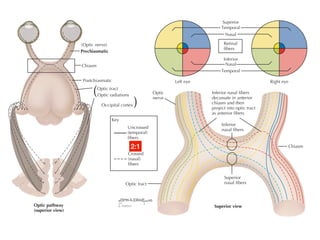 Left eye Right eye
Chiasm
Chiasm
Prechiasmatic
Postchiasmatic
Optic tract
Optic
nerve
(Optic nerve)
Optic tract
Crossed
(nasal)
fibers
Uncrossed
(temporal)
fibers
Key
Optic radiations
Occipital cortex
Superior
nasal fibers
Superior
Temporal
Nasal
Retinal
fibers
Nasal
Inferior
Temporal
Inferior
nasal fibers
Inferior nasal fibers
decussate in anterior
chiasm and then
project into optic tract
as anterior fibers
Superior view
Optic pathway
(superior view)
with
E.Hatton
2:1
 