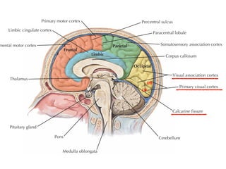 Limbic cingulate cortex
Thalamus
Pituitary gland
bes and functional areas
Pons
mental motor cortex
Medulla oblongata
Frontal
Limbic
Primary motor cortex
Parietal
Occipital
Precentral sulcus
Paracentral lobule
Somatosensory association cortex
Corpus callosum
Visual association cortex
Calcarine fissure
Primary visual cortex
Cerebellum
UB
LB
 
