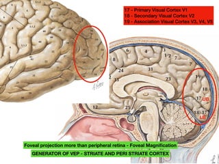 A. Lobes and functional areas
Pons
Medulla oblongata
Cereb
8
9
6 4
7
7
23
19
18
17
17
18
31
24
32
32
10
12 25
33
3
1 2
RAIN:
unique architec-
6
6
6
4
3,1,2
3,1,2
3,1,2
22
22
22
41
42
40
40
40
39
39
37
37
37
37
21
20
20
21
5
5
7
7 7
19
19
19
19
19
18
18
18
17
4
4
1909. His numbering of cortical areas is still used as a short-
hand for describing the functional regions of the cortex, par-
ticularly those related to sensory functions. Some overlap
17 - Primary Visual Cortex V1
18 - Secondary Visual Cortex V2
19 - Association Visual Cortex V3, V4, V5
UB
LB
Foveal projection more than peripheral retina - Foveal Magnification
GENERATOR OF VEP - STRIATE AND PERI STRIATE CORTEX
 
