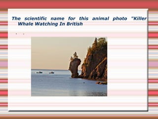 The scientific name for this animal photo "Killer Whale Watching In British d 