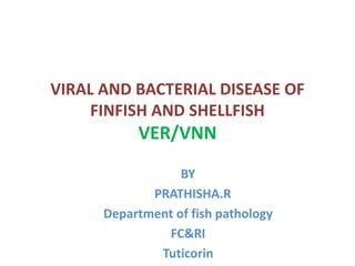 VIRAL AND BACTERIAL DISEASE OF
FINFISH AND SHELLFISH
VER/VNN
BY
PRATHISHA.R
Department of fish pathology
FC&RI
Tuticorin
 