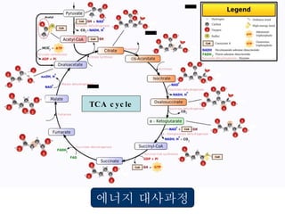 에너지 대사과정 TCA cycle 