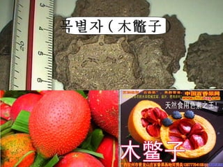 목별자 ( 木鼈子 ) 