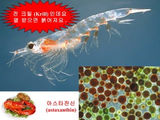 전 크릴 (Krill) 인데요 열 받으면 붉어져요 . 아스타잔신 (astaxanthin) 