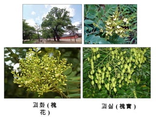 괴화 ( 槐花 ) 괴실 ( 槐實 ) 
