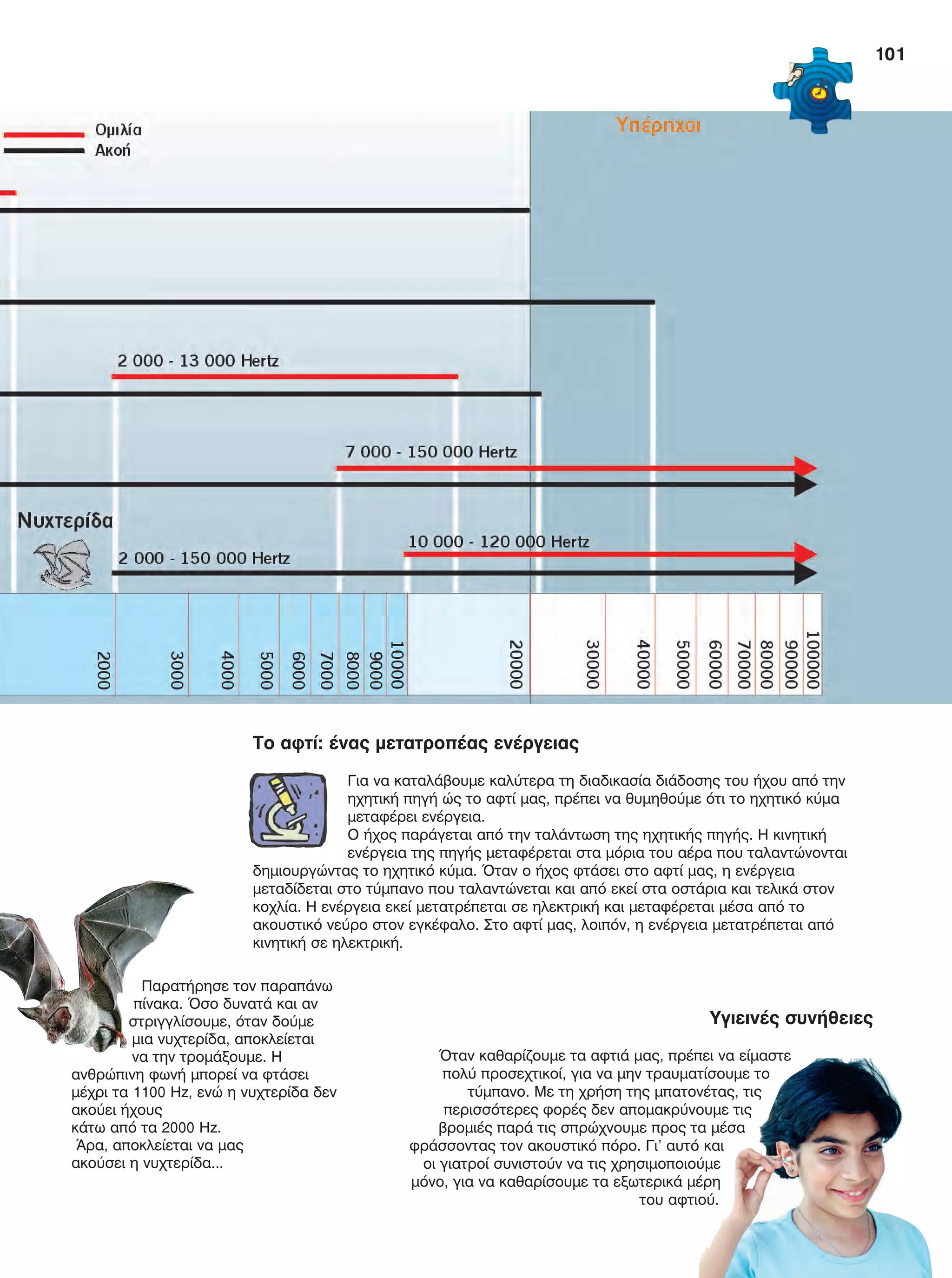 Υγιεινές συνήθειες
Όταν καθαρίζουμε τα αφτιά μας, πρέπει να είμαστε
πολύ προσεχτικοί, για να μην τραυματίσουμε το
τύμπανο. Με τη χρήση της μπατονέτας, τις
περισσότερες φορές δεν απομακρύνουμε τις
βρομιές παρά τις σπρώχνουμε προς τα μέσα
φράσσοντας τον ακουστικό πόρο. Γι’ αυτό και
οι γιατροί συνιστούν να τις χρησιμοποιούμε
μόνο, για να καθαρίσουμε τα εξωτερικά μέρη
του αφτιού.
Παρατήρησε τον παραπάνω
πίνακα. Όσο δυνατά και αν
στριγγλίσουμε, όταν δούμε
μια νυχτερίδα, αποκλείεται
να την τρομάξουμε. Η
ανθρώπινη φωνή μπορεί να φτάσει
μέχρι τα 1100 Hz, ενώ η νυχτερίδα δεν
ακούει ήχους
κάτω από τα 2000 Hz.
Άρα, αποκλείεται να μας
ακούσει η νυχτερίδα...
Το αφτί: ένας μετατροπέας ενέργειας
Για να καταλάβουμε καλύτερα τη διαδικασία διάδοσης του ήχου από την
ηχητική πηγή ώς το αφτί μας, πρέπει να θυμηθούμε ότι το ηχητικό κύμα
μεταφέρει ενέργεια.
Ο ήχος παράγεται από την ταλάντωση της ηχητικής πηγής. Η κινητική
ενέργεια της πηγής μεταφέρεται στα μόρια του αέρα που ταλαντώνονται
δημιουργώντας το ηχητικό κύμα. Όταν ο ήχος φτάσει στο αφτί μας, η ενέργεια
μεταδίδεται στο τύμπανο που ταλαντώνεται και από εκεί στα οστάρια και τελικά στον
κοχλία. Η ενέργεια εκεί μετατρέπεται σε ηλεκτρική και μεταφέρεται μέσα από το
ακουστικό νεύρο στον εγκέφαλο. Στο αφτί μας, λοιπόν, η ενέργεια μετατρέπεται από
κινητική σε ηλεκτρική.
101
FYSIKA E DIMOT MATHITI.indb 101 2/12/13 4:35 PM
 
