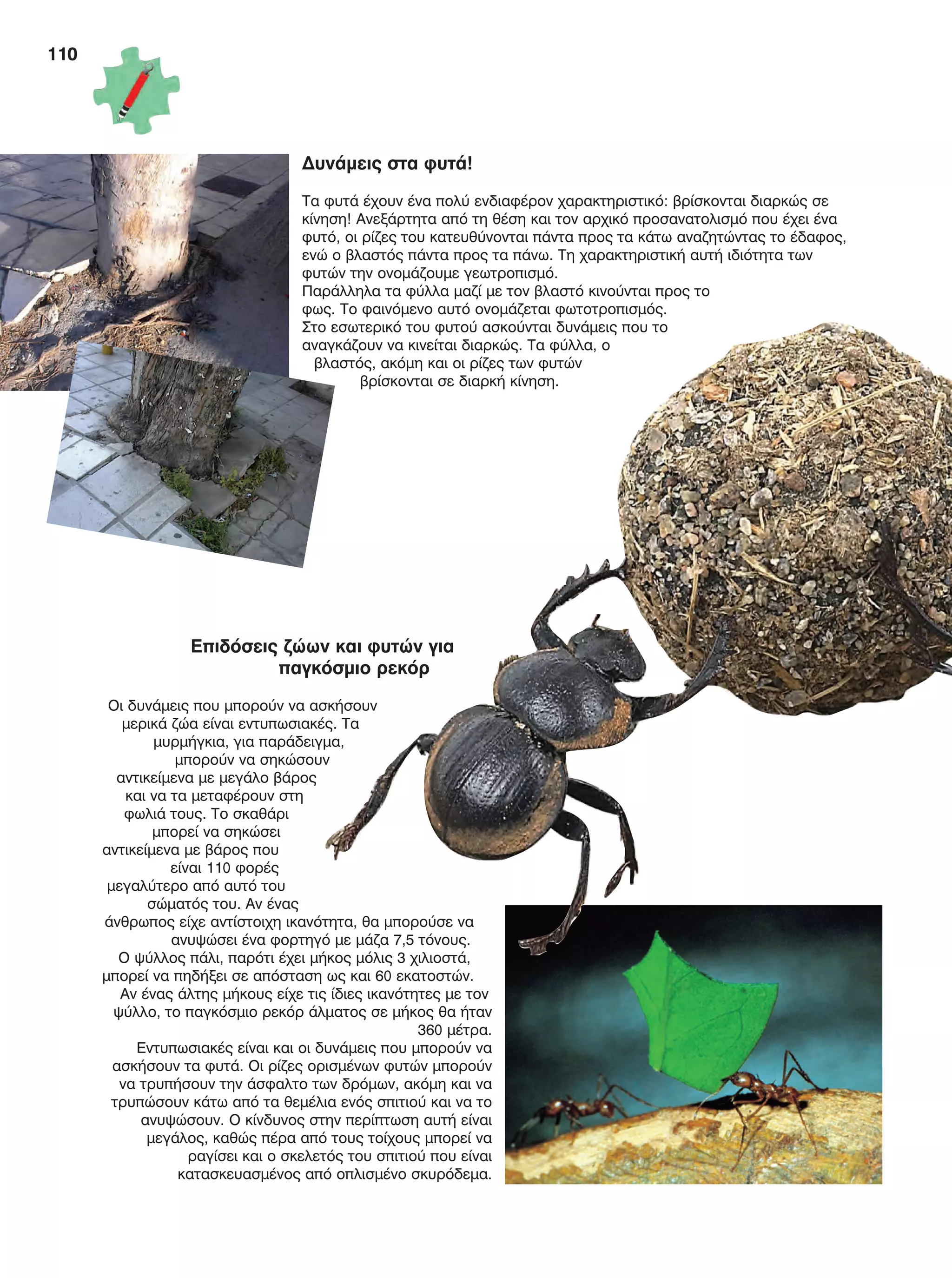 110
Δυνάμεις στα φυτά!
Τα φυτά έχουν ένα πολύ ενδιαφέρον χαρακτηριστικό: βρίσκονται διαρκώς σε
κίνηση! Ανεξάρτητα από τη θέση και τον αρχικό προσανατολισμό που έχει ένα
φυτό, οι ρίζες του κατευθύνονται πάντα προς τα κάτω αναζητώντας το έδαφος,
ενώ ο βλαστός πάντα προς τα πάνω. Τη χαρακτηριστική αυτή ιδιότητα των
φυτών την ονομάζουμε γεωτροπισμό.
Παράλληλα τα φύλλα μαζί με τον βλαστό κινούνται προς το
φως. Το φαινόμενο αυτό ονομάζεται φωτοτροπισμός.
Στο εσωτερικό του φυτού ασκούνται δυνάμεις που το
αναγκάζουν να κινείται διαρκώς. Τα φύλλα, ο
βλαστός, ακόμη και οι ρίζες των φυτών
βρίσκονται σε διαρκή κίνηση.
Επιδόσεις ζώων και φυτών για
παγκόσμιο ρεκόρ
Οι δυνάμεις που μπορούν να ασκήσουν
μερικά ζώα είναι εντυπωσιακές. Τα
μυρμήγκια, για παράδειγμα,
μπορούν να σηκώσουν
αντικείμενα με μεγάλο βάρος
και να τα μεταφέρουν στη
φωλιά τους. Το σκαθάρι
μπορεί να σηκώσει
αντικείμενα με βάρος που
είναι 110 φορές
μεγαλύτερο από αυτό του
σώματός του. Αν ένας
άνθρωπος είχε αντίστοιχη ικανότητα, θα μπορούσε να
ανυψώσει ένα φορτηγό με μάζα 7,5 τόνους.
Ο ψύλλος πάλι, παρότι έχει μήκος μόλις 3 χιλιοστά,
μπορεί να πηδήξει σε απόσταση ως και 60 εκατοστών.
Αν ένας άλτης μήκους είχε τις ίδιες ικανότητες με τον
ψύλλο, το παγκόσμιο ρεκόρ άλματος σε μήκος θα ήταν
360 μέτρα.
Εντυπωσιακές είναι και οι δυνάμεις που μπορούν να
ασκήσουν τα φυτά. Οι ρίζες ορισμένων φυτών μπορούν
να τρυπήσουν την άσφαλτο των δρόμων, ακόμη και να
τρυπώσουν κάτω από τα θεμέλια ενός σπιτιού και να το
ανυψώσουν. Ο κίνδυνος στην περίπτωση αυτή είναι
μεγάλος, καθώς πέρα από τους τοίχους μπορεί να
ραγίσει και ο σκελετός του σπιτιού που είναι
κατασκευασμένος από οπλισμένο σκυρόδεμα.
FYSIKA E DIMOT MATHITI.indb 110 2/12/13 4:36 PM
 